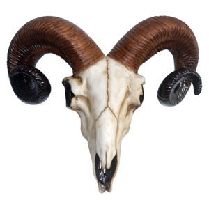 dekorácia Rams Skull Medium - D1250D5